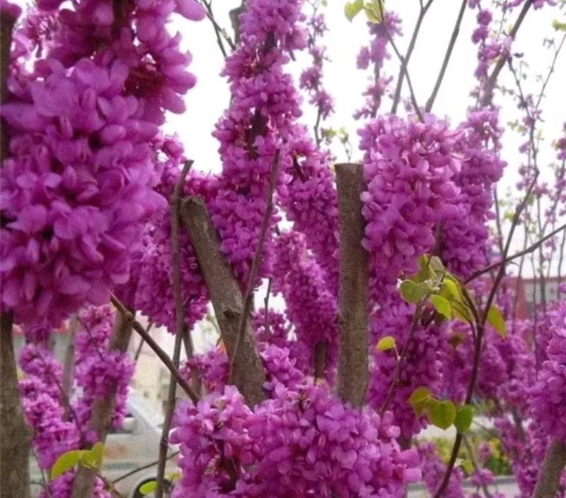 紫荆苗适合南北方种植庭院栽上几排美丽极了