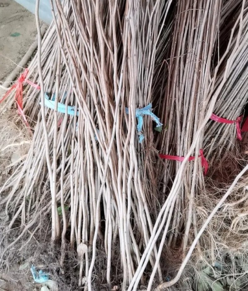 紫荆苗适合南北方种植庭院栽上几排美丽极了