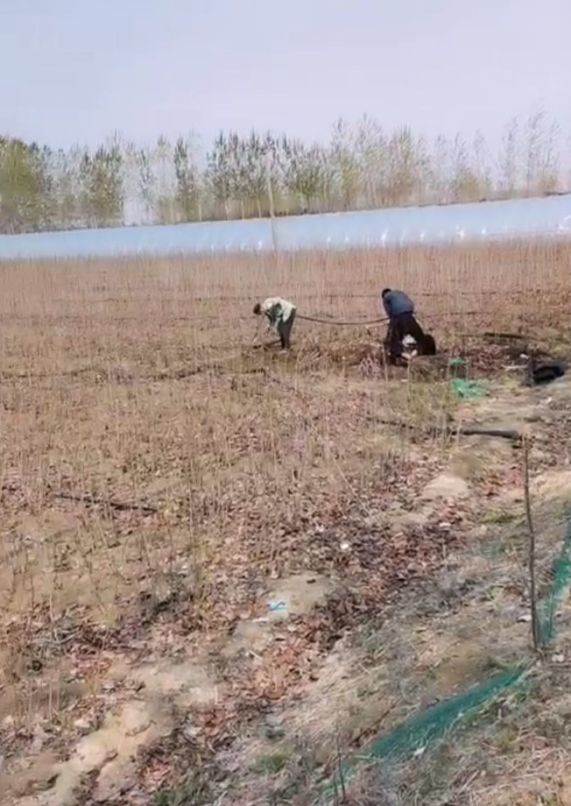 紫荆苗适合南北方种植庭院栽上几排美丽极了