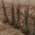 紫荆苗适合南北方种植庭院栽上几排美丽极了