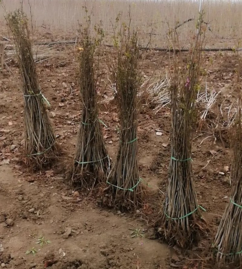 紫荆苗适合南北方种植庭院栽上几排美丽极了
