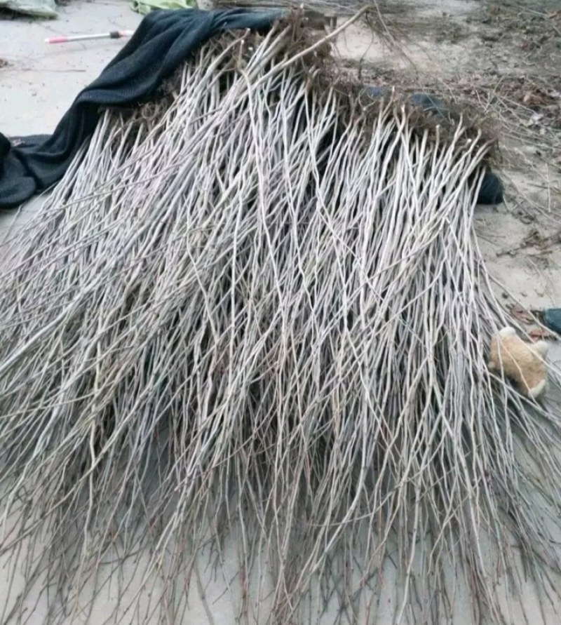 紫荆苗适合南北方种植庭院栽上几排美丽极了