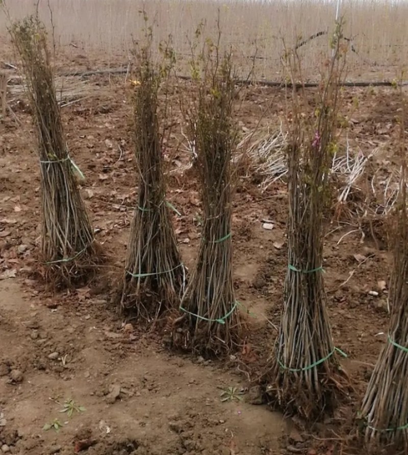 紫荆适合南北方种植庭院栽上几排美丽极了大小规格齐全