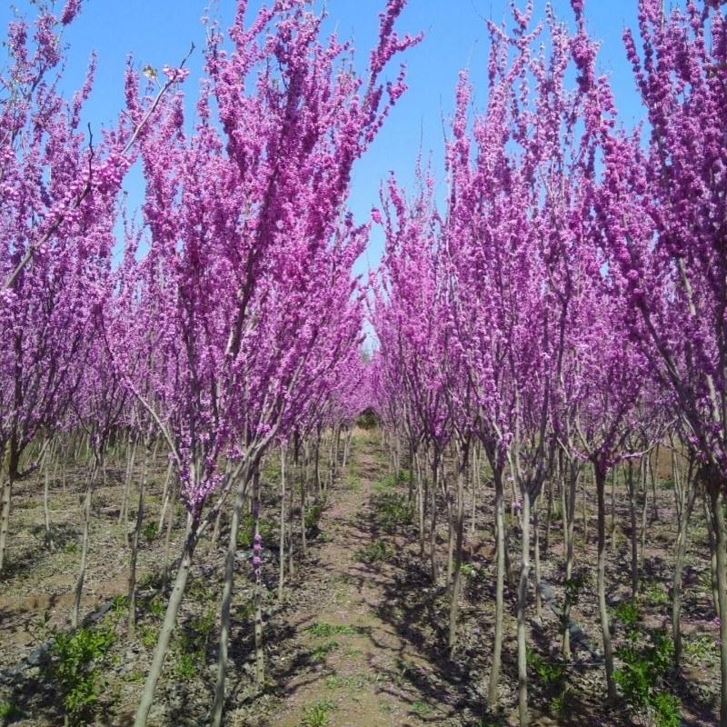 紫荆适合南北方种植庭院栽上几排美丽极了大小规格齐全