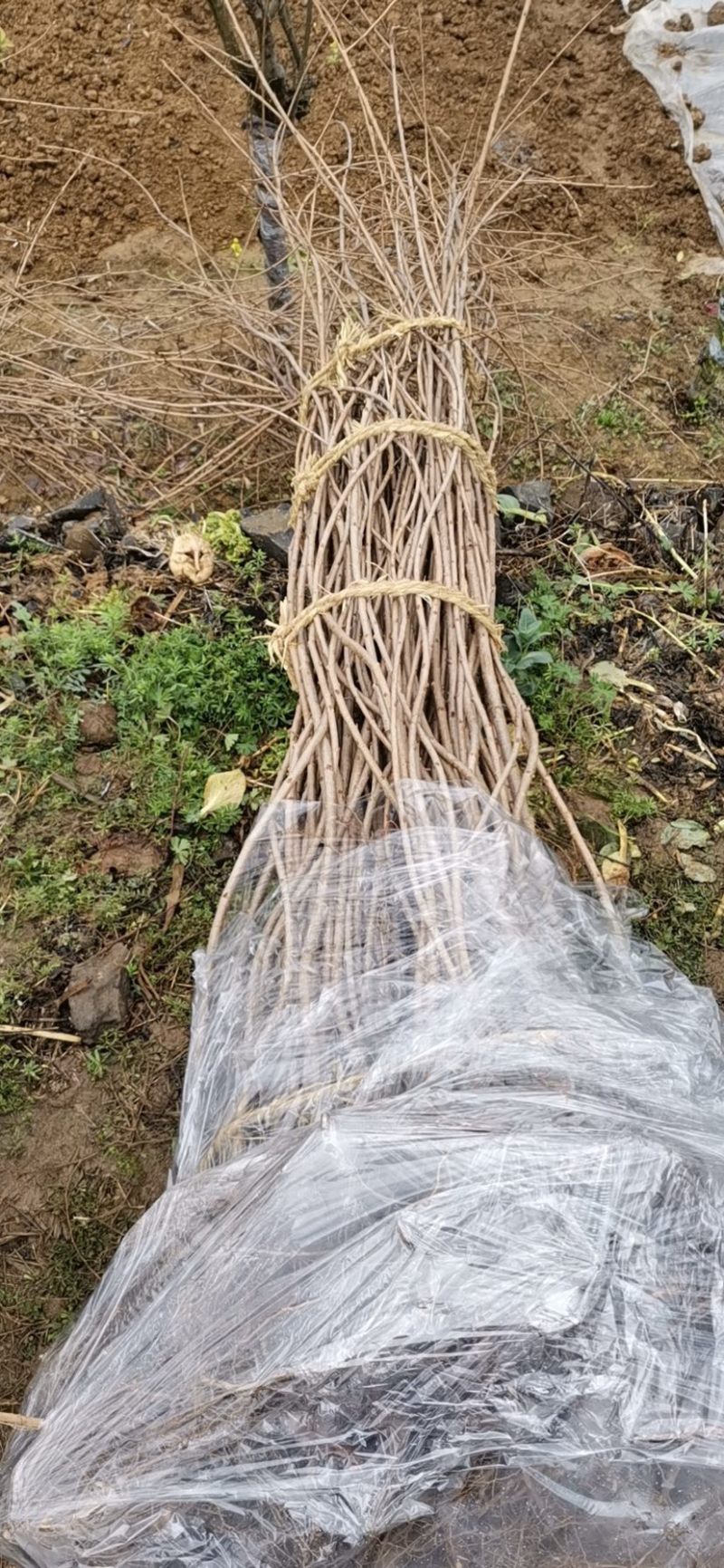 八重垂枝樱！八重垂枝樱小苗！八重垂枝樱小苗！樱花苗