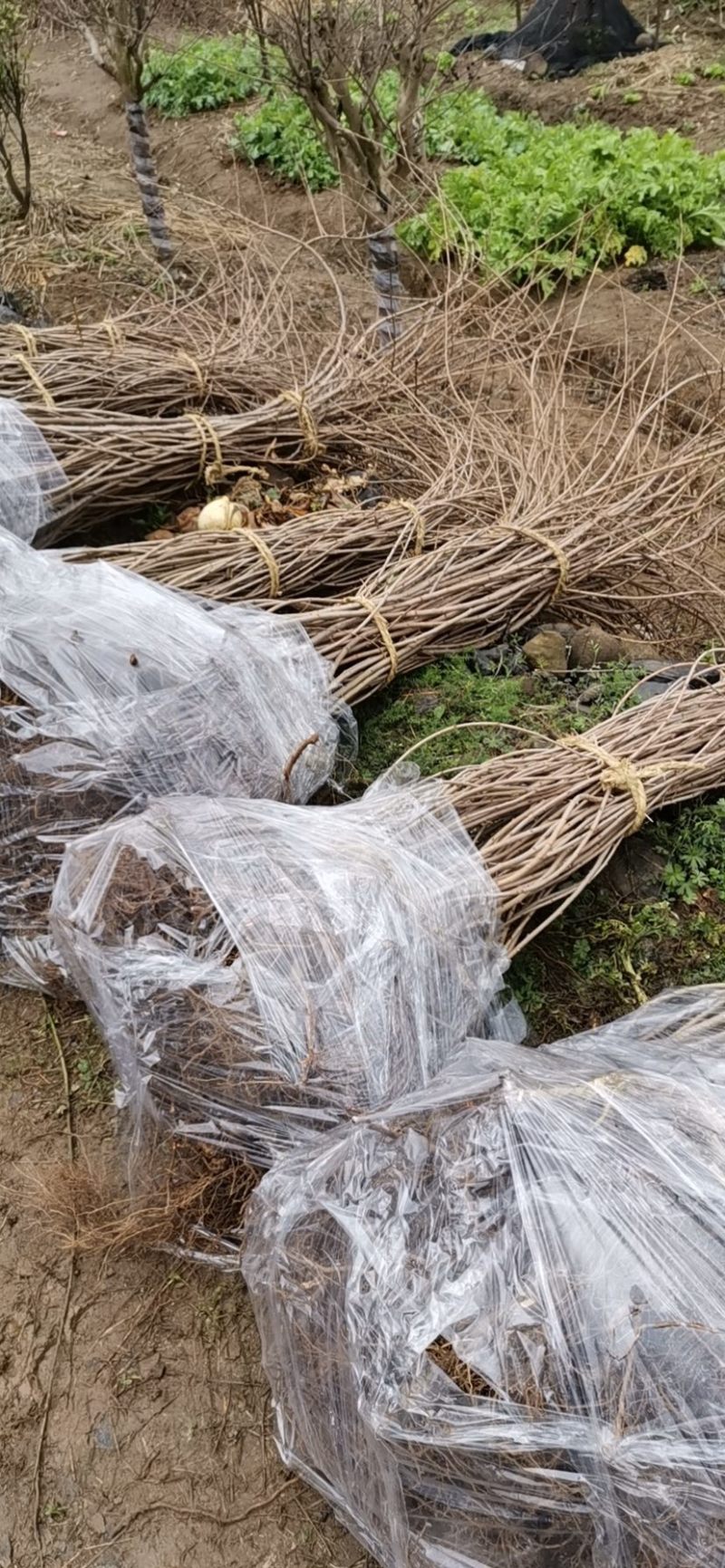 八重垂枝樱！八重垂枝樱小苗！八重垂枝樱小苗！樱花苗