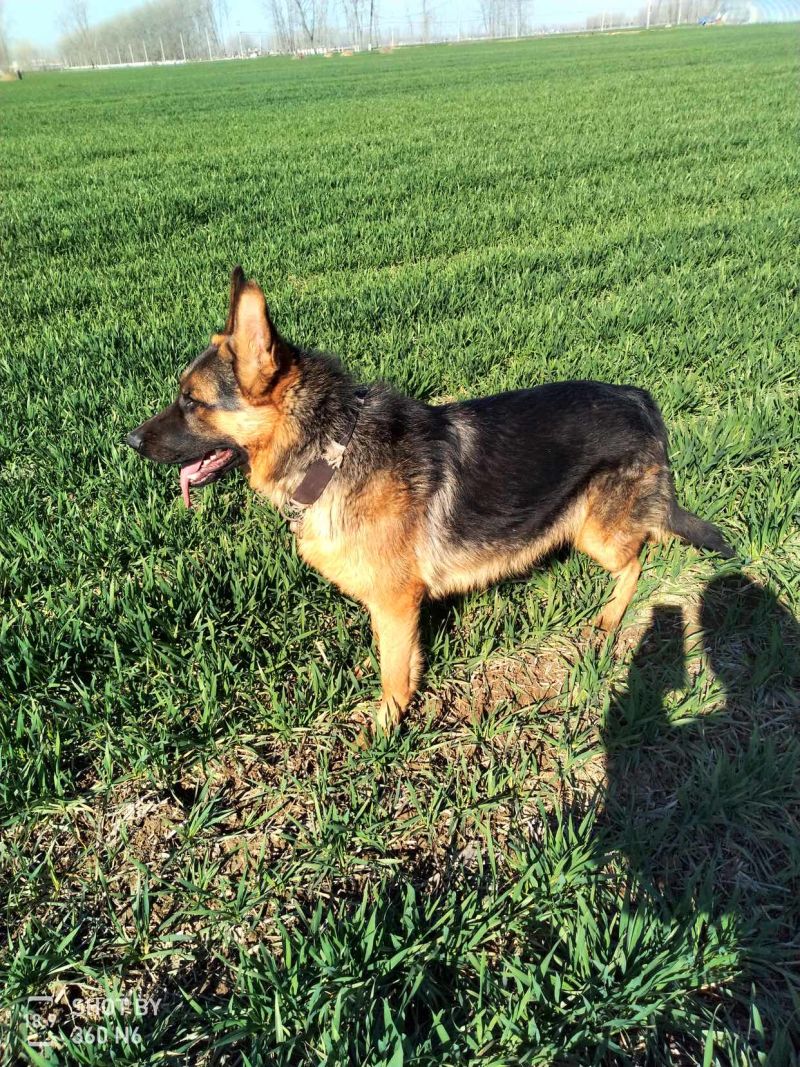 德国牧羊犬黑背，大型犬，聪明伶俐，好帮手！