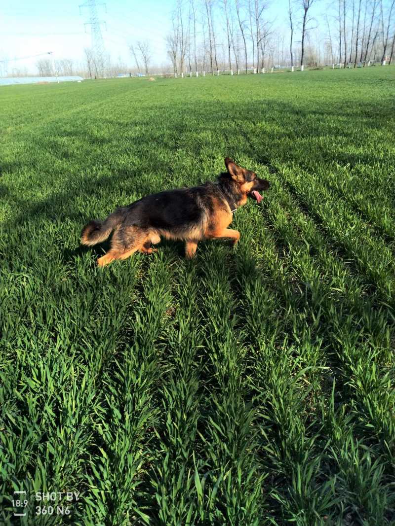 德国牧羊犬黑背，大型犬，聪明伶俐，好帮手！