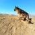 德国牧羊犬黑背，大型犬，聪明伶俐，好帮手！