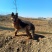 德国牧羊犬黑背，大型犬，聪明伶俐，好帮手！