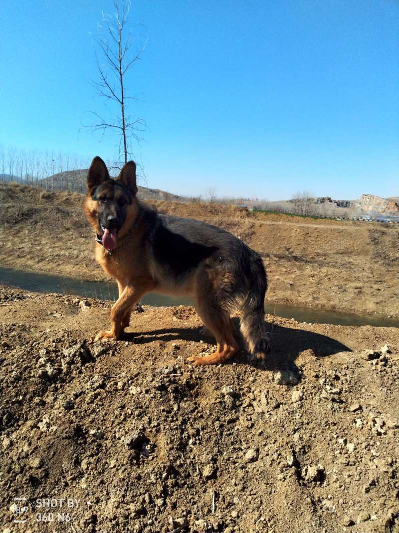 德国牧羊犬黑背，大型犬，聪明伶俐，好帮手！