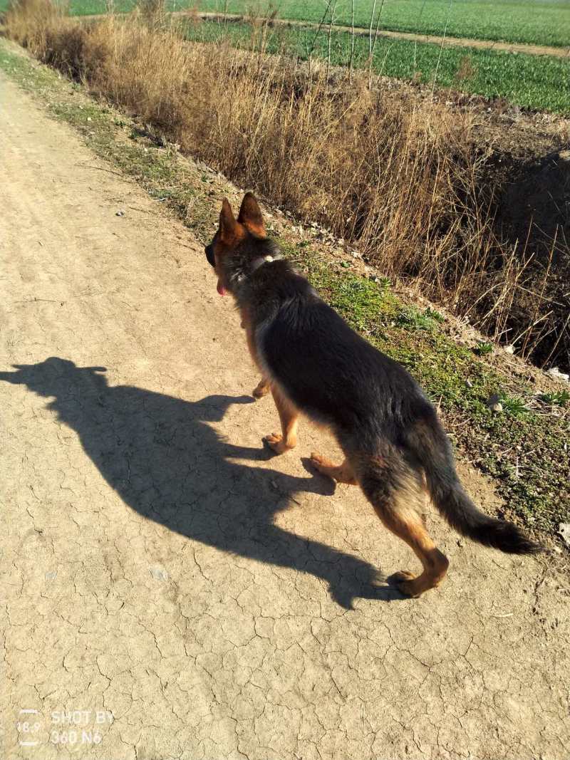 德国牧羊犬黑背，大型犬，聪明伶俐，好帮手！