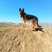 德国牧羊犬黑背，大型犬，聪明伶俐，好帮手！