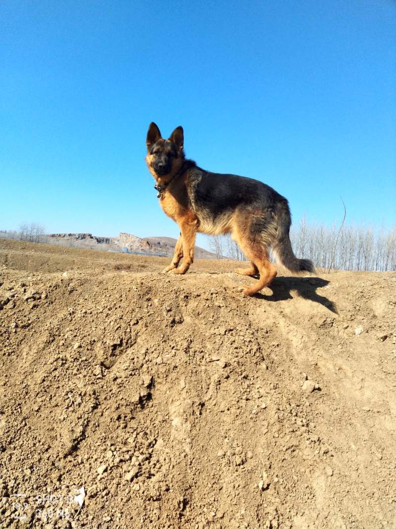 德国牧羊犬黑背，大型犬，聪明伶俐，好帮手！