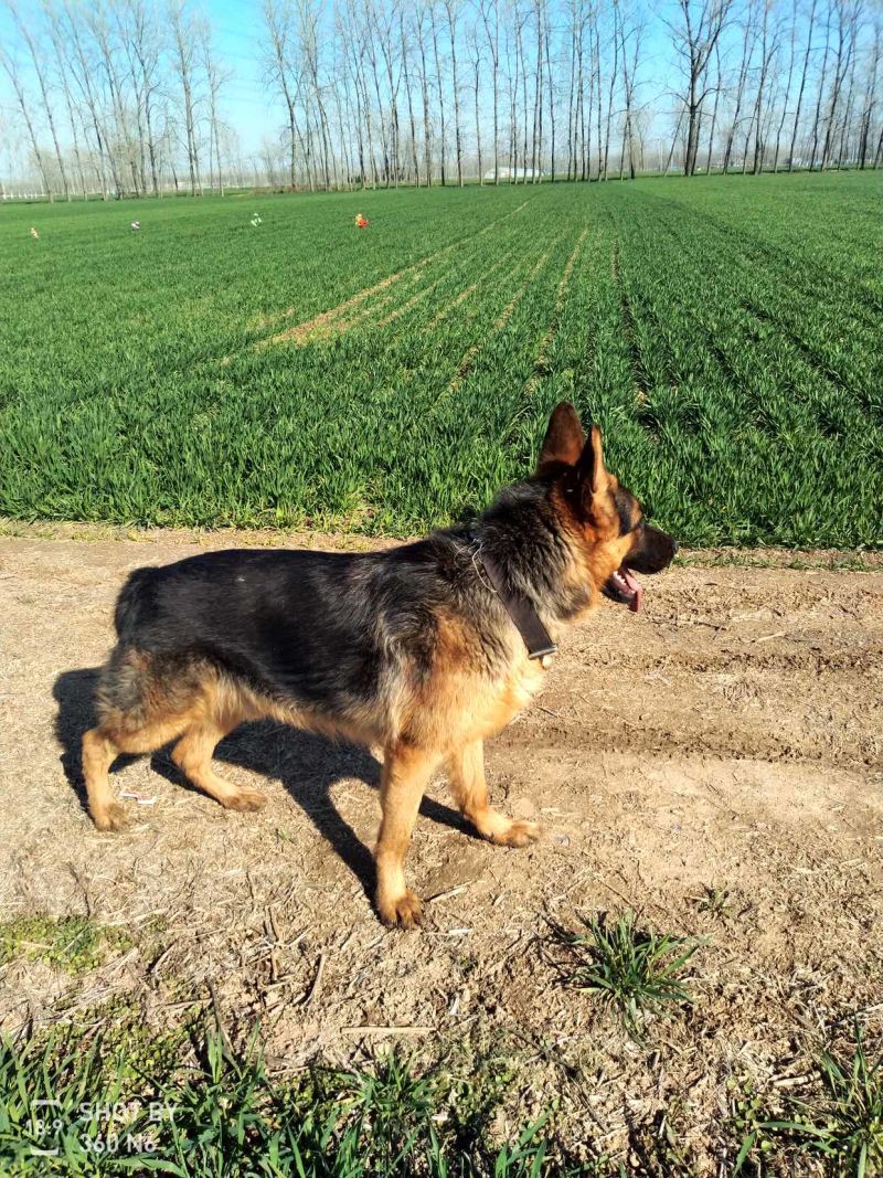 德国牧羊犬黑背，大型犬，聪明伶俐，好帮手！
