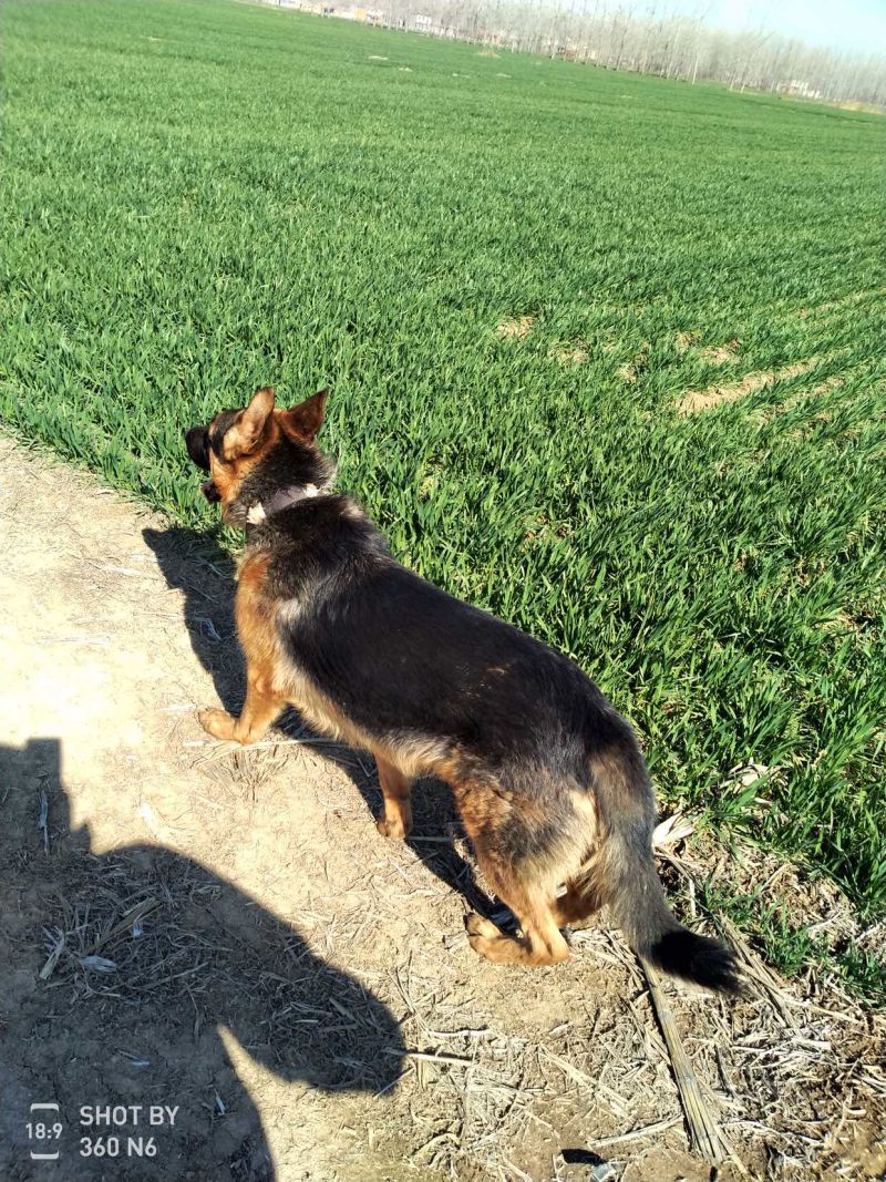 德国牧羊犬黑背，大型犬，聪明伶俐，好帮手！