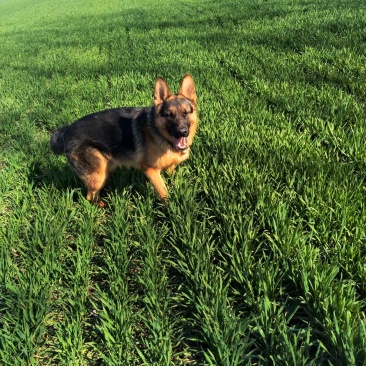 德国牧羊犬黑背，大型犬，聪明伶俐，好帮手！