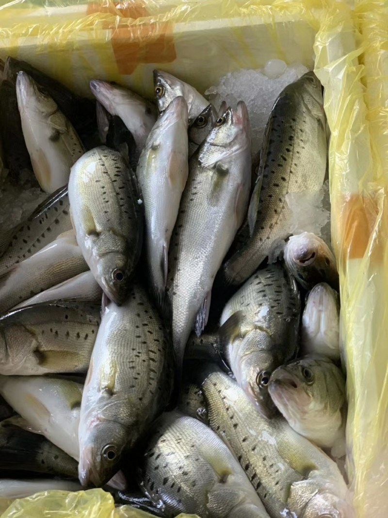 海卢鱼，大海生长，腥味小，适合饭店家庭，现在猪肉贵一斤猪