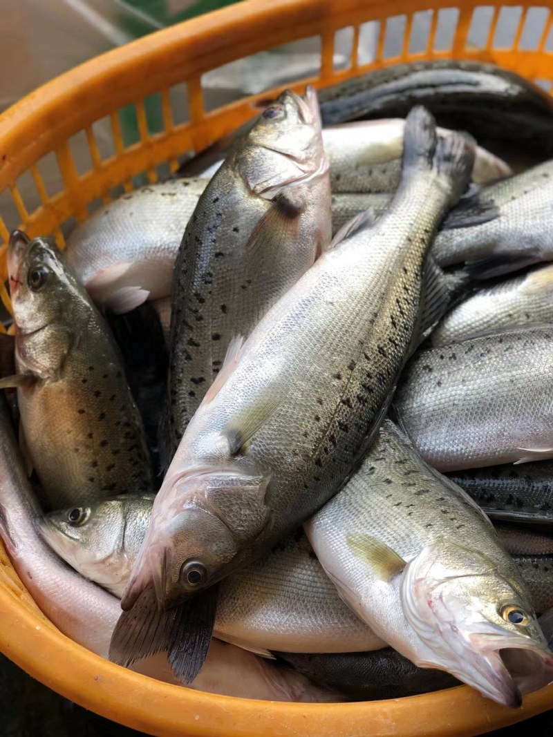 海卢鱼，大海生长，腥味小，适合饭店家庭，现在猪肉贵一斤猪