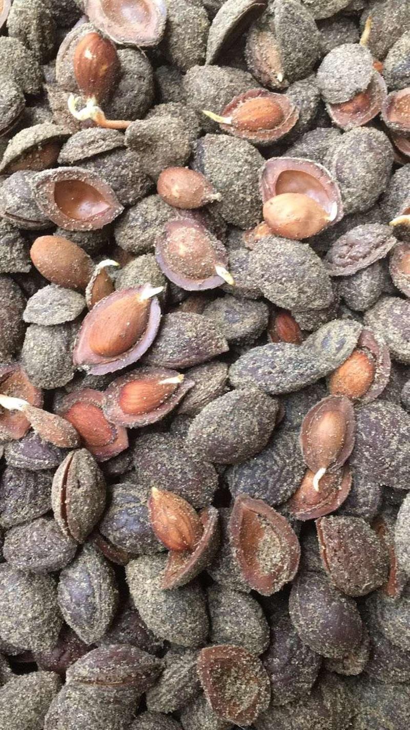 春季供优质手拣毛桃芽种子，1斤1000多粒，没坏粒，