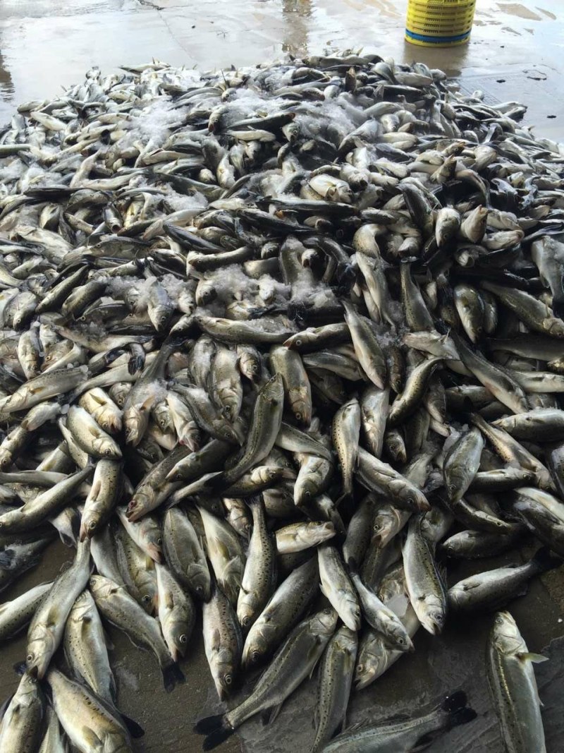 海卢鱼，大海生长，腥味小，适合饭店家庭，现在猪肉贵一斤猪