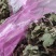 怀菊花苗，七月菊，六月菊，九月菊几个品种