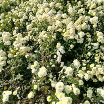 怀菊花苗，七月菊，六月菊，九月菊几个品种