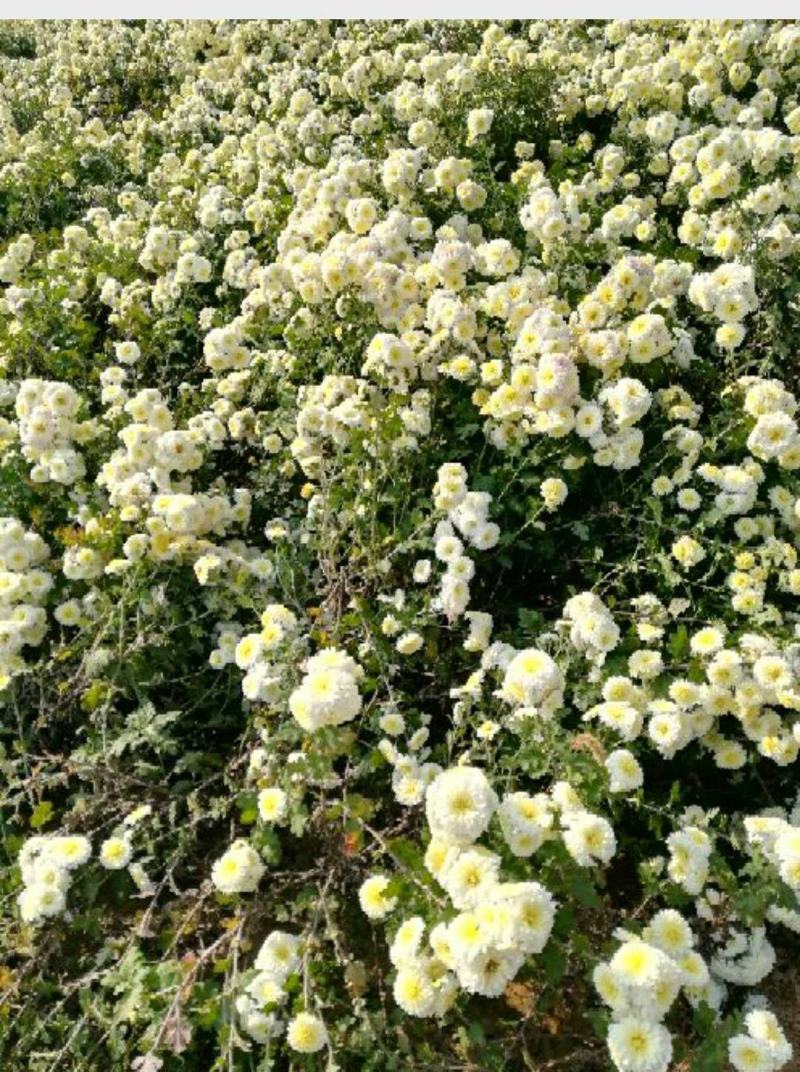 怀菊花苗，七月菊，六月菊，九月菊几个品种