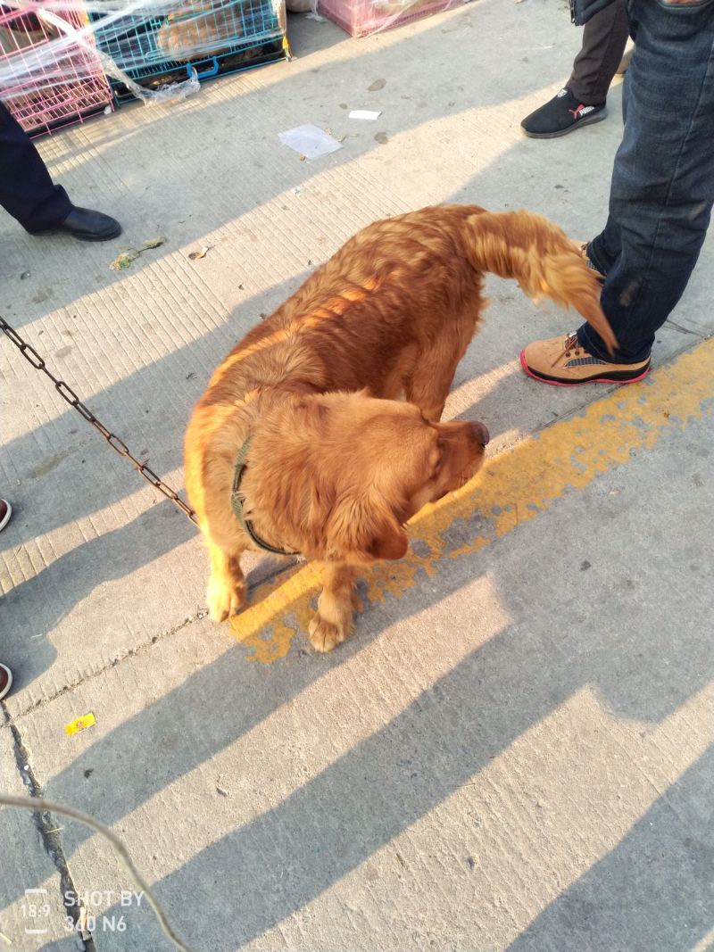 金毛犬，聪明伶俐，性格温顺！好火伴，好朋友！