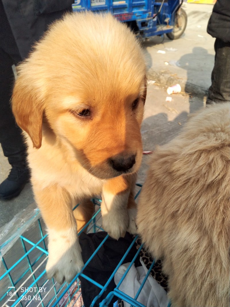 金毛犬，聪明伶俐，性格温顺！好火伴，好朋友！