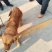 金毛犬，聪明伶俐，性格温顺！好火伴，好朋友！