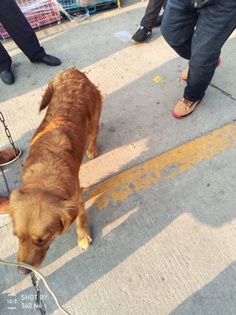 金毛犬，聪明伶俐，性格温顺！好火伴，好朋友！