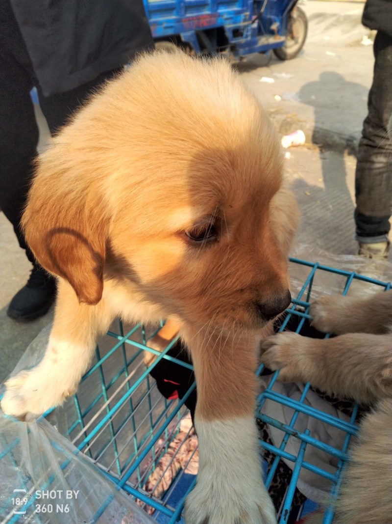 金毛犬，聪明伶俐，性格温顺！好火伴，好朋友！