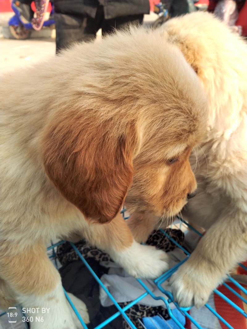 金毛犬，聪明伶俐，性格温顺！好火伴，好朋友！