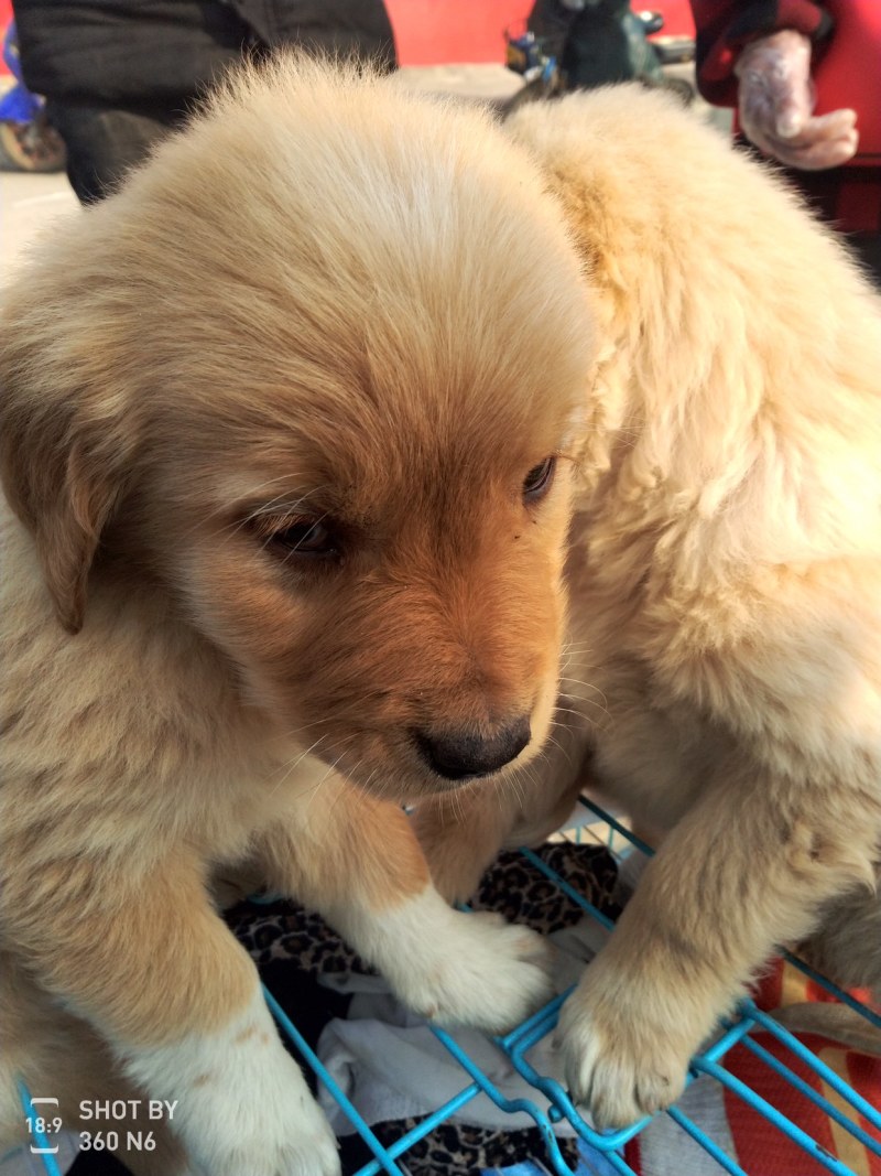 金毛犬，聪明伶俐，性格温顺！好火伴，好朋友！