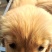 金毛犬，聪明伶俐，性格温顺！好火伴，好朋友！