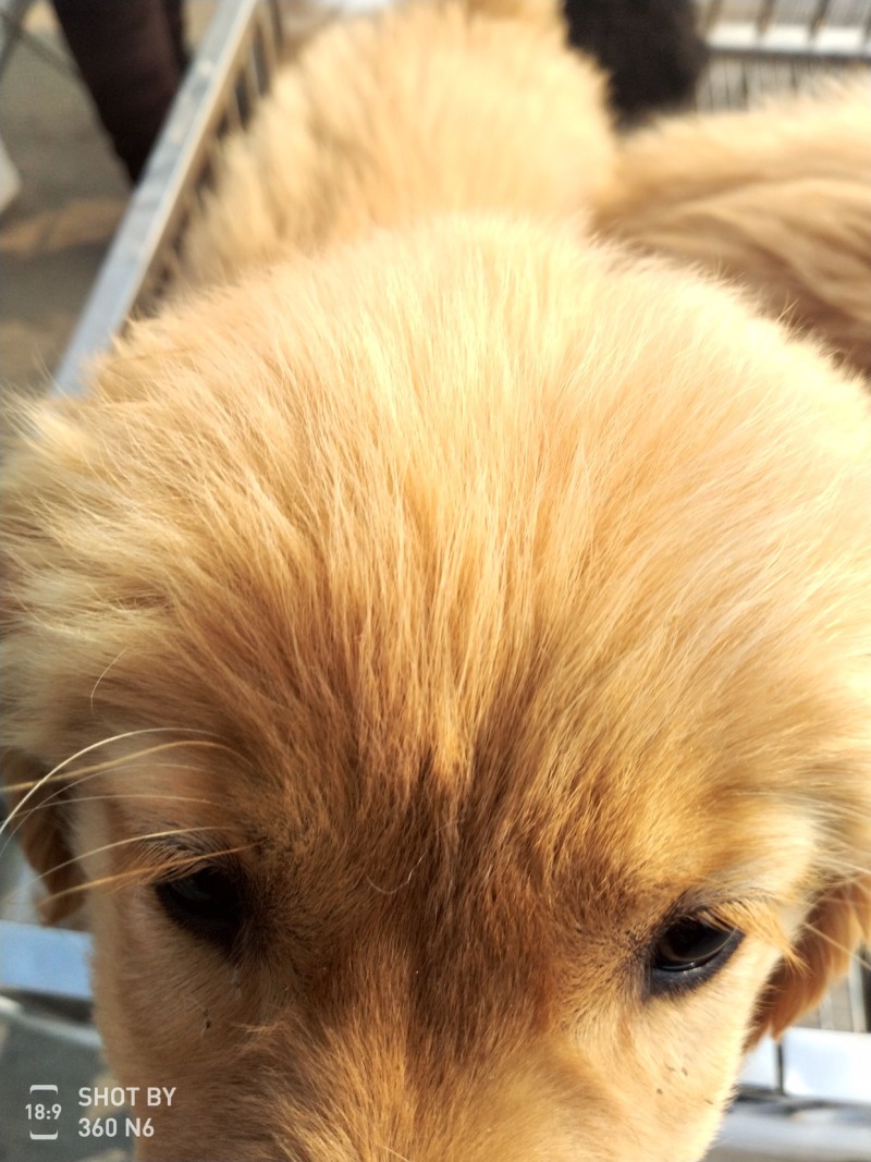 金毛犬，聪明伶俐，性格温顺！好火伴，好朋友！
