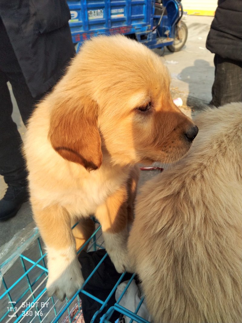 金毛犬，聪明伶俐，性格温顺！好火伴，好朋友！