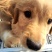 金毛犬，聪明伶俐，性格温顺！好火伴，好朋友！