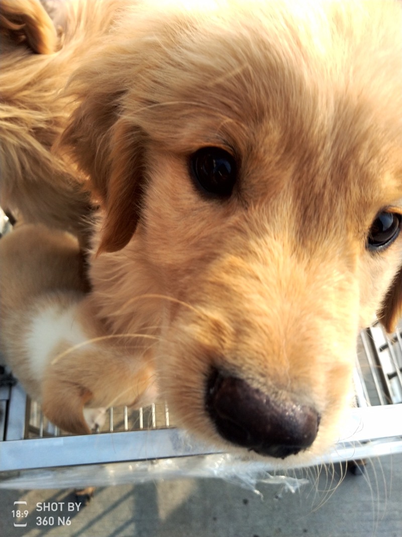 金毛犬，聪明伶俐，性格温顺！好火伴，好朋友！