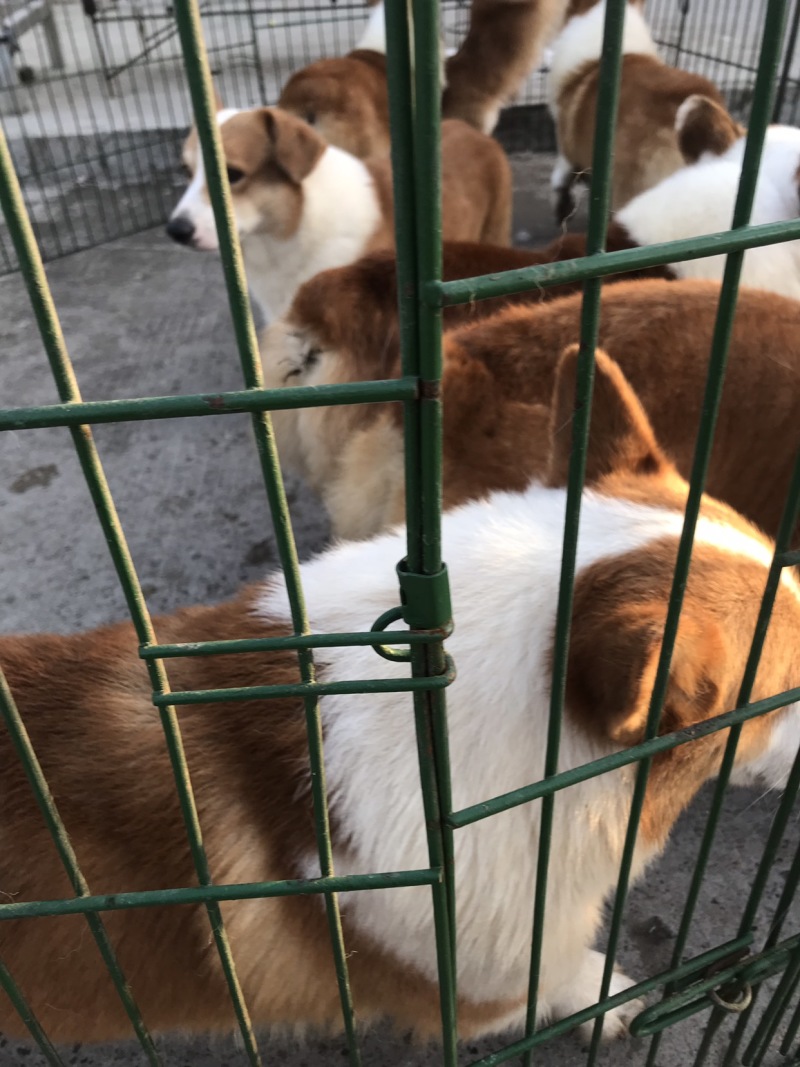 科吉，外观漂亮！聪明伶俐！讨人喜欢，抗病能力强！