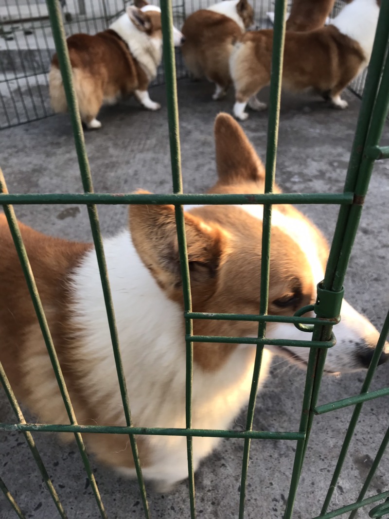 科吉，外观漂亮！聪明伶俐！讨人喜欢，抗病能力强！