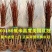 正宗美国红枫苗实生苗园林绿化苗木红枫盆栽盆景美国