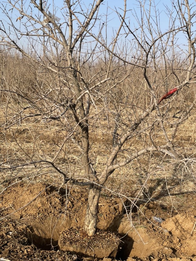 山西石榴树，运城软籽石榴树，泰山红石榴树