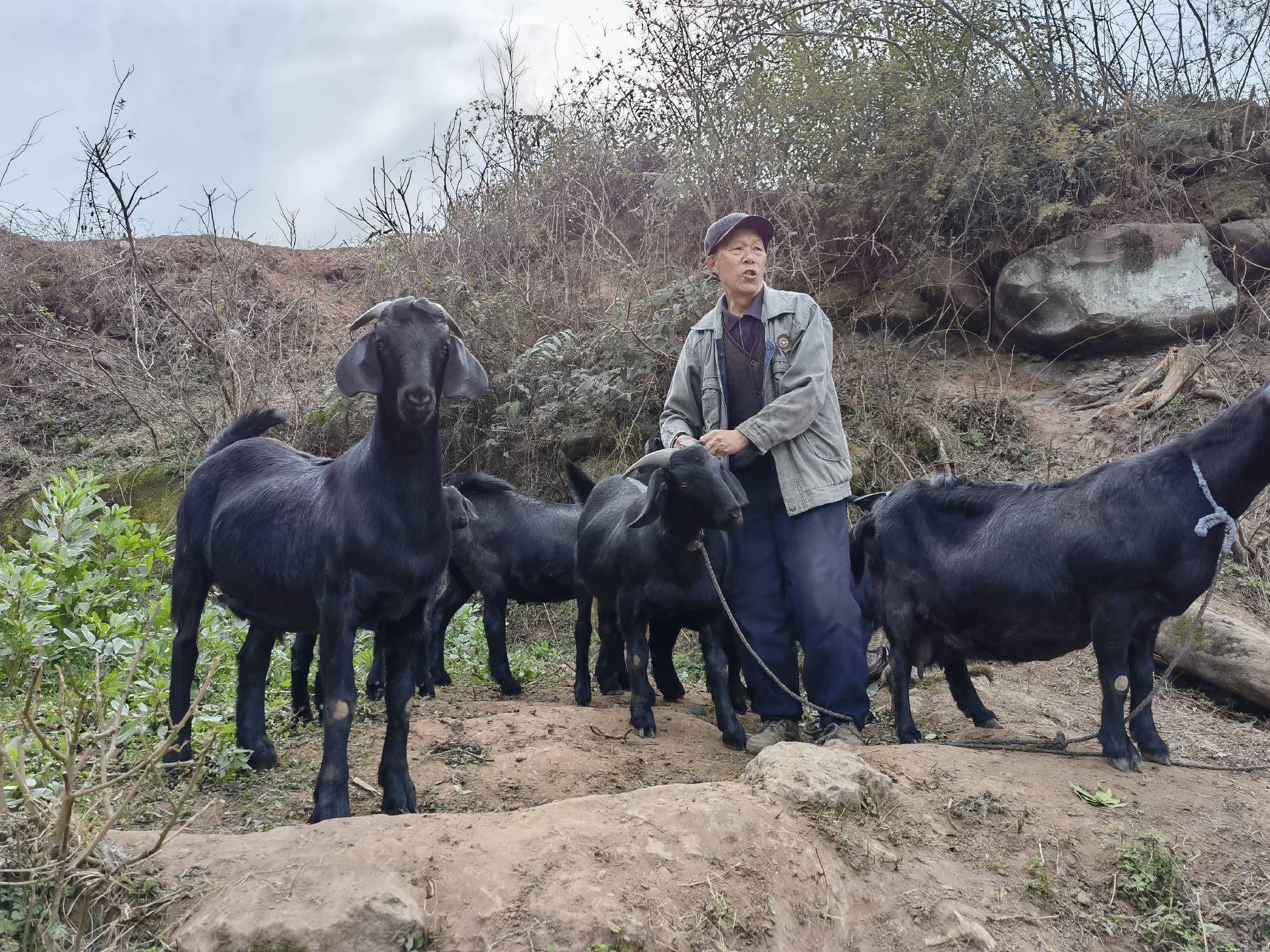 成都金堂努比亚黑山羊由成都川农业公司负责向全国推广!