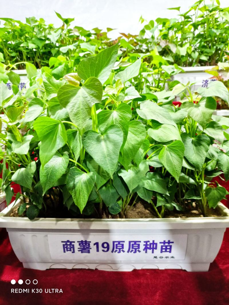 大量供应商薯19红薯苗脱毒红薯苗，基地直供，高产高淀粉。
