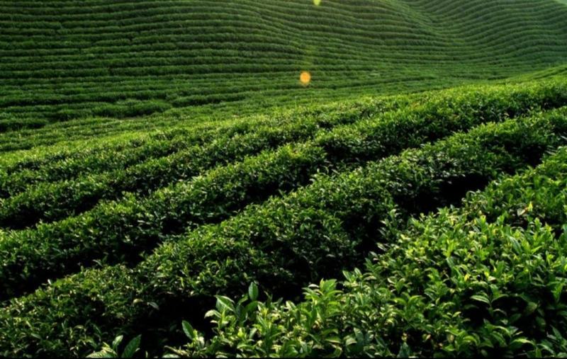 清远英德高山英红九号红茶