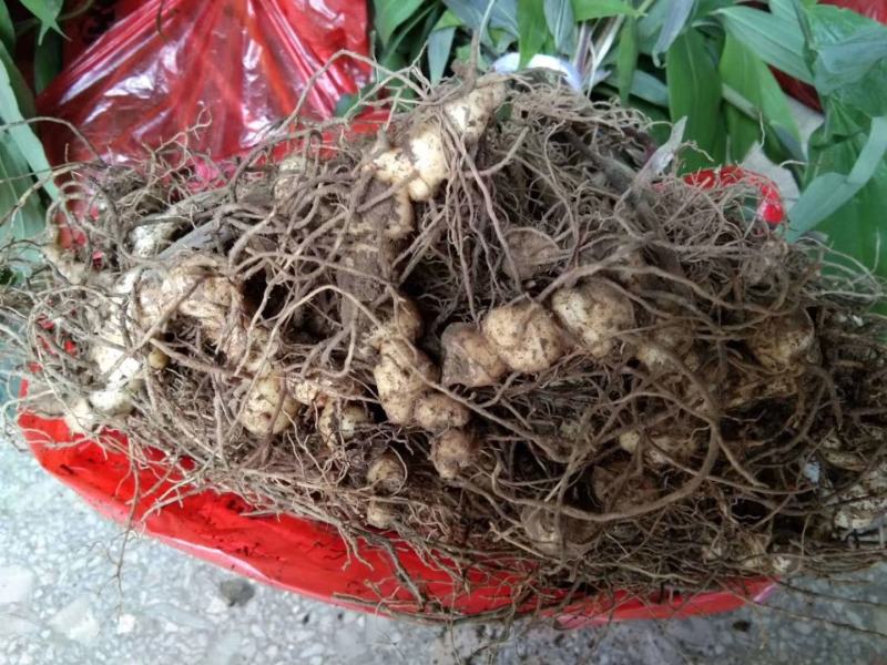 黄精种苗多花倒苗黄精野生黄精苗子药典黄精姜形黄精