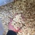 甘肃道地正宗北芪黄芪指甲片***无硫泡水大货批发