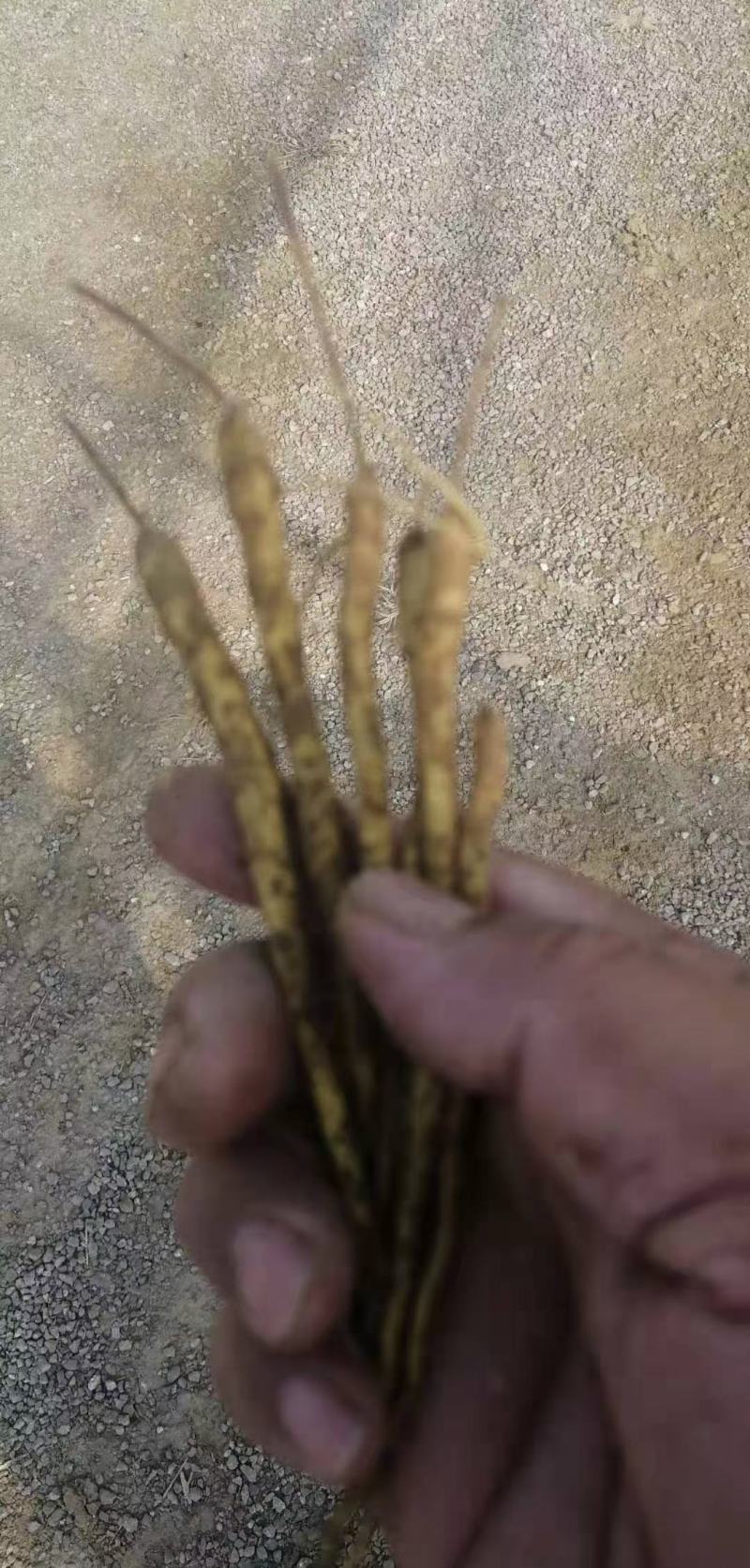 甘肃省陇西县直供黄芩苗